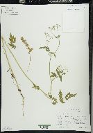 Torilis japonica image