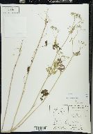 Torilis japonica image