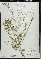 Torilis japonica image