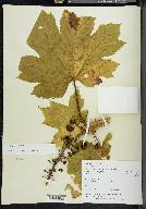 Oplopanax horridus image