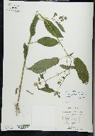 Stachys tenuifolia image