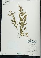 Stachys tenuifolia image