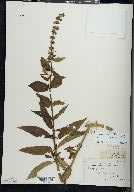 Stachys hispida image