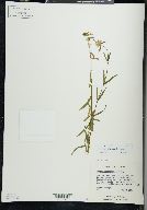 Stachys hyssopifolia image