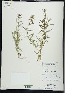 Stachys hyssopifolia image