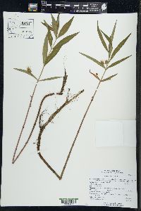 Lysimachia thyrsiflora image