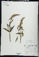 Stachys hispida image