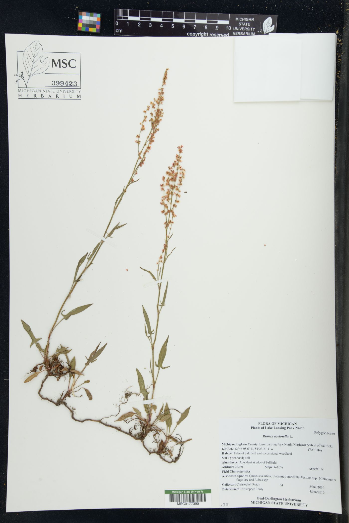 Rumex acetosa image