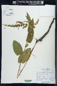 Rumex obtusifolius image