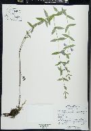 Scutellaria galericulata image