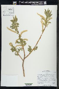 Salix alba image