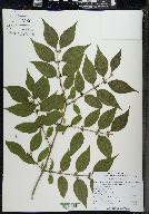 Lonicera maackii image