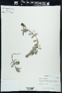 Myriophyllum sibiricum image