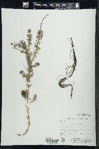 Myriophyllum sibiricum image