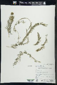 Myriophyllum sibiricum image