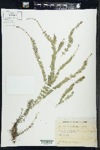 Myriophyllum sibiricum image