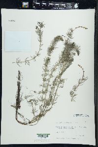 Myriophyllum sibiricum image