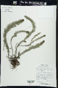 Myriophyllum heterophyllum image