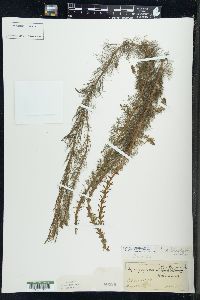 Myriophyllum heterophyllum image