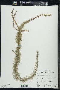 Myriophyllum heterophyllum image