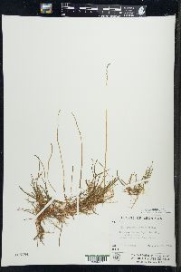 Myriophyllum tenellum image