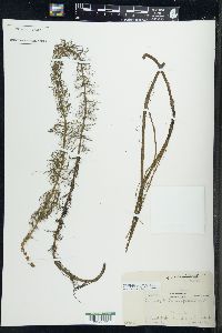 Myriophyllum verticillatum image