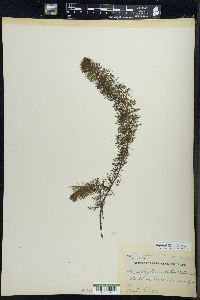 Myriophyllum verticillatum image