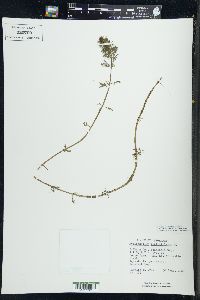 Myriophyllum verticillatum image