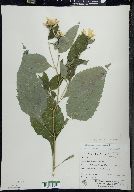 Helianthus decapetalus image