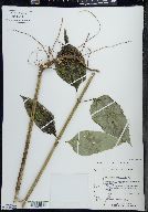 Helianthus decapetalus image