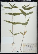 Helianthus divaricatus image