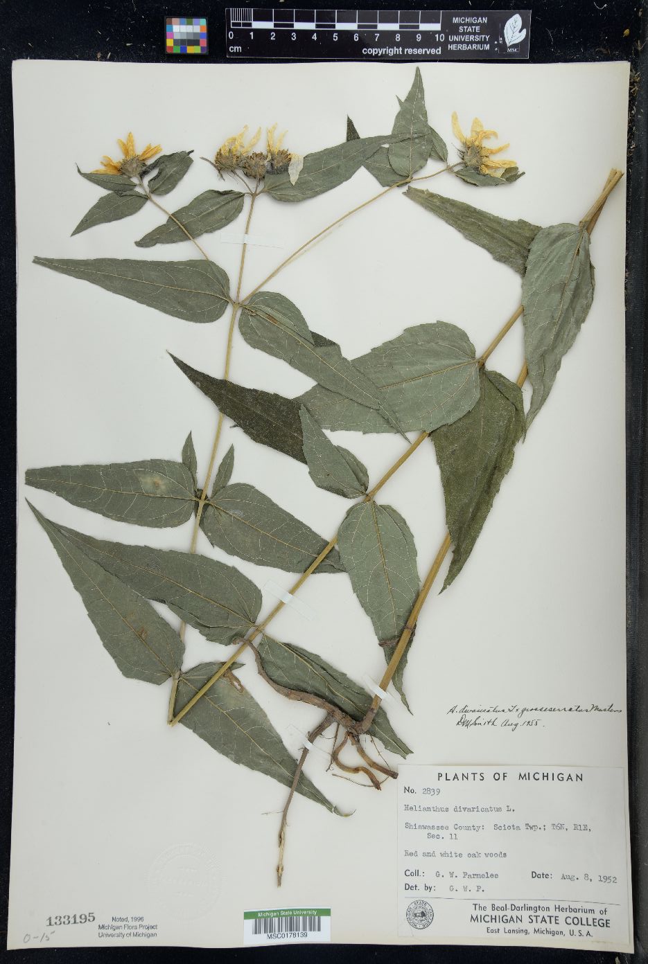 Helianthus × divariserratus image