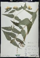 Helianthus × divariserratus image