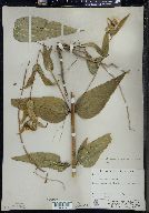 Helianthus × divariserratus image