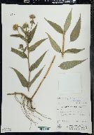Helianthus × ambiguus image