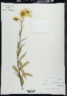 Helianthus giganteus image