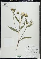 Helianthus giganteus image