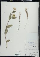 Helianthus × divariserratus image