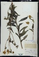 Helianthus × divariserratus image