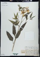 Helianthus grosseserratus image