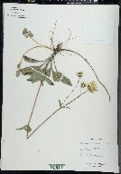 Helianthus occidentalis image