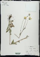 Helianthus occidentalis image