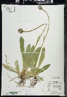 Hieracium aurantiacum image