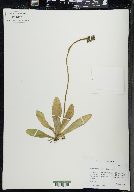 Hieracium aurantiacum image