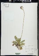 Hieracium aurantiacum image