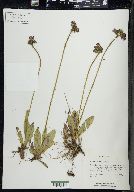 Hieracium aurantiacum image