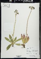 Hieracium aurantiacum image