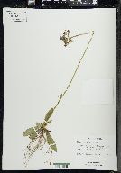 Hieracium aurantiacum image