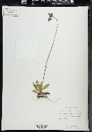 Hieracium aurantiacum image