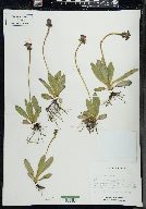 Hieracium aurantiacum image